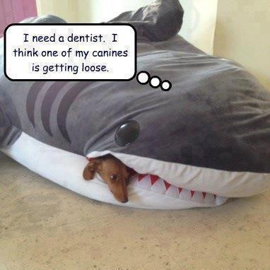 canine-teeth-shark