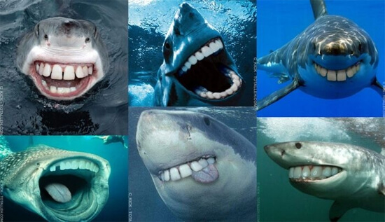 funny shark teeth pictures