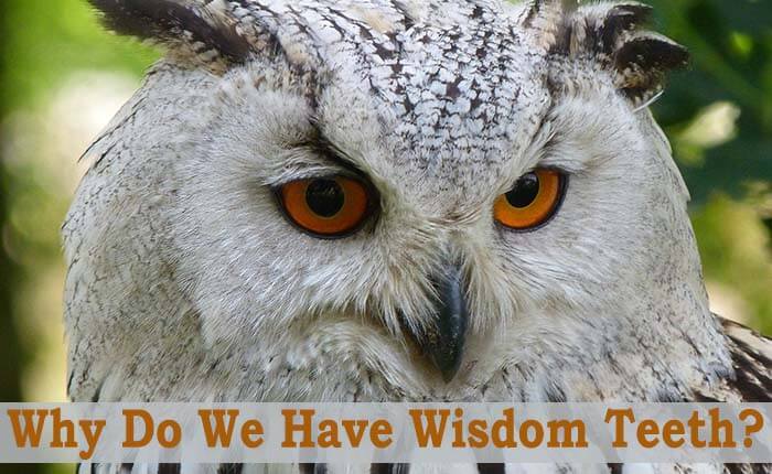 An owl wondering why humans have wisdom teeth