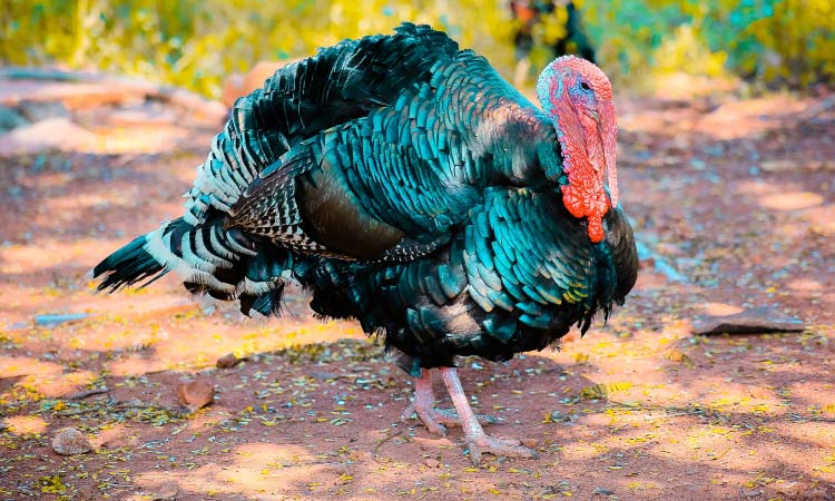 colorful, strutting turkey able to eat without teeth